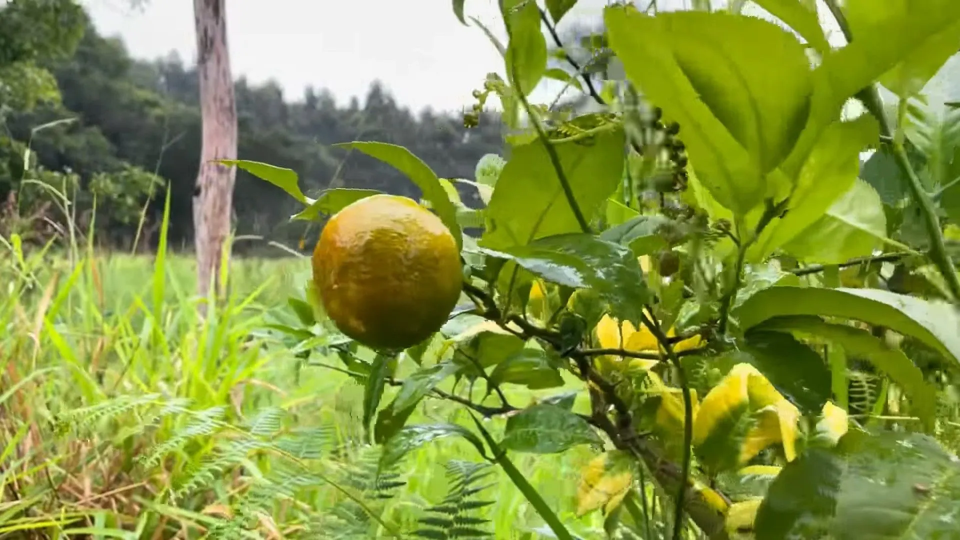 Chácara à venda de 4.400 m² em Torres, RS, Brasil