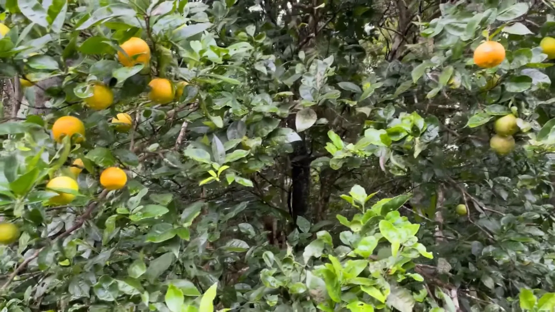 Chácara à venda de 4.400 m² em Torres, RS, Brasil