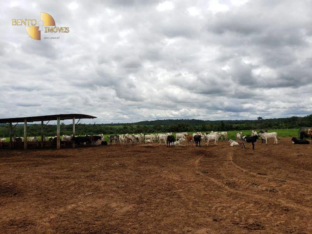 Fazenda à venda e para Arrendar de 13.000 ha em Sinop, MT, Brasil