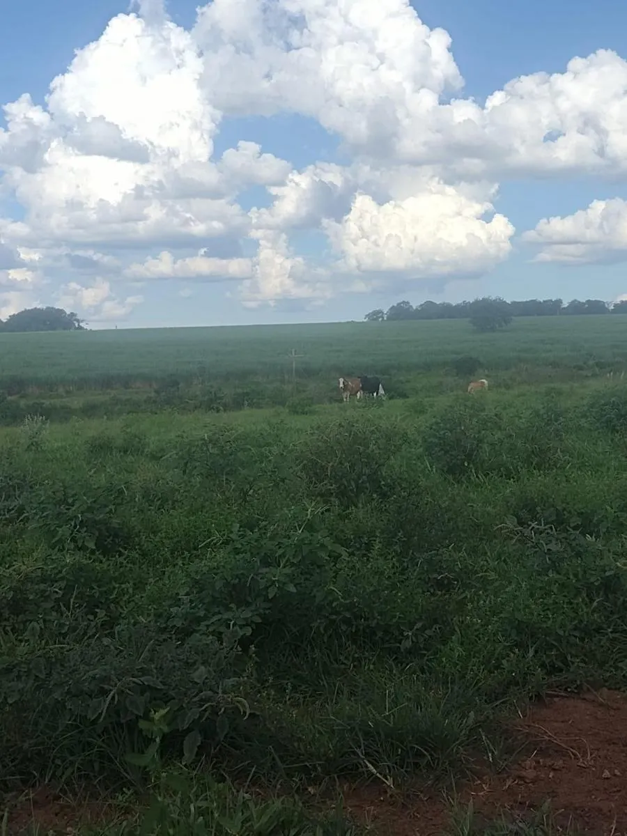 Fazenda à venda de 94 ha em Fernandópolis, SP, Brasil