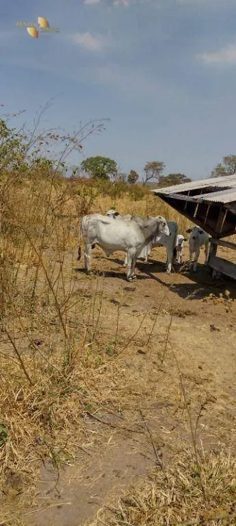 Fazenda à venda de 519 ha em Porto Esperidião, MT, Brasil