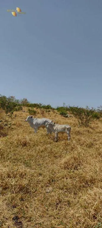 Fazenda à venda de 519 ha em Porto Esperidião, MT, Brasil