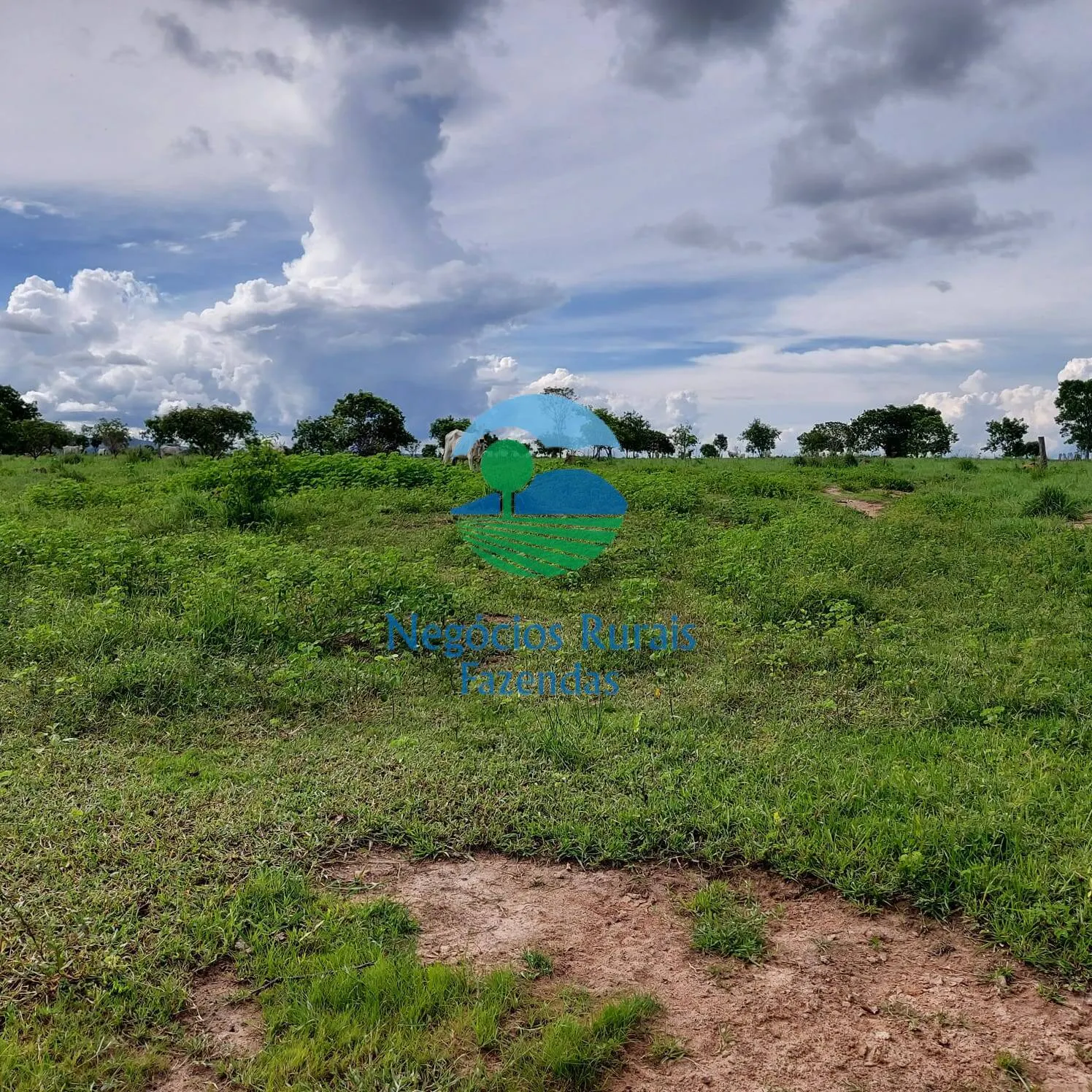 Fazenda à venda de 639 ha em Santa Rosa do Tocantins, TO, Brasil