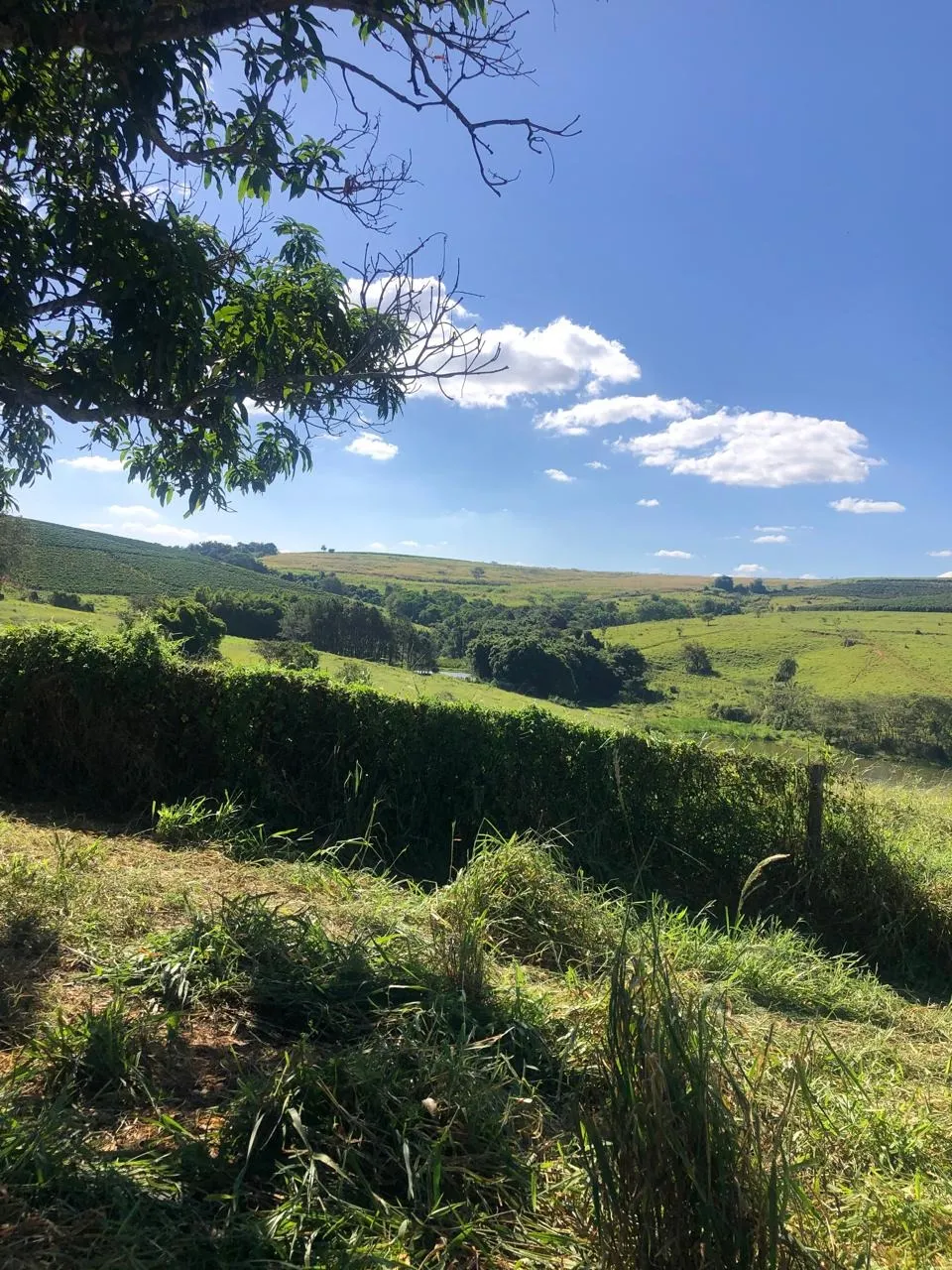 Fazenda à venda de 128 ha em São João da Boa Vista, SP, Brasil