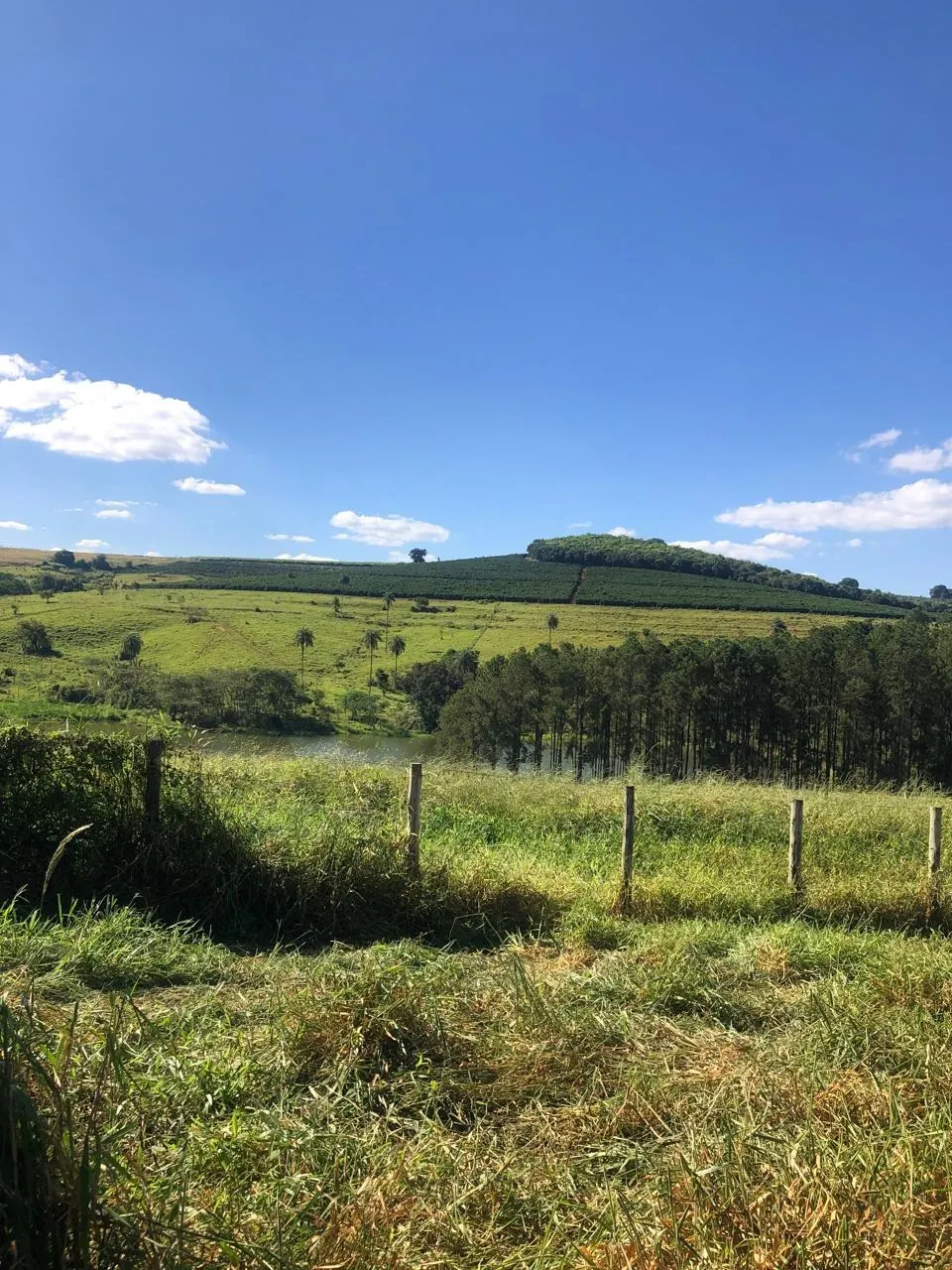 Fazenda à venda de 128 ha em São João da Boa Vista, SP, Brasil