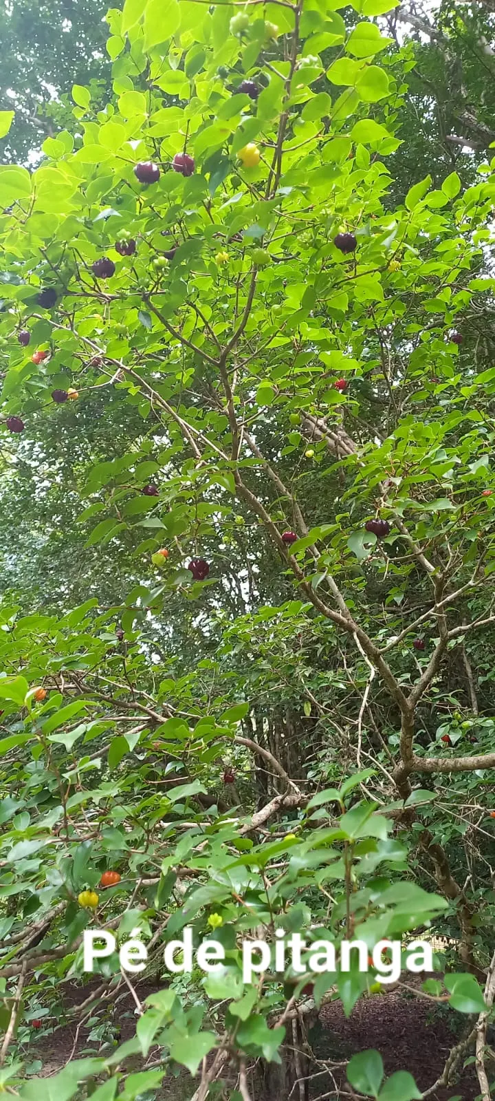 Chácara à venda e para Arrendar de 5.080 m² em São Carlos, SP, Brasil