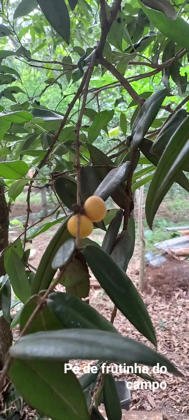 Chácara à venda e para Arrendar de 5.080 m² em São Carlos, SP, Brasil