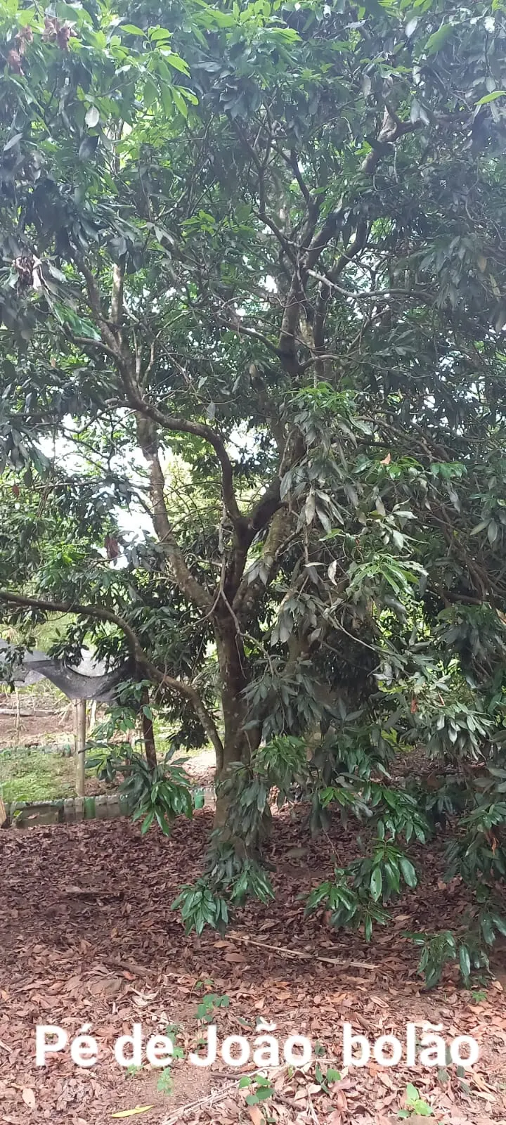 Chácara à venda e para Arrendar de 5.080 m² em São Carlos, SP, Brasil