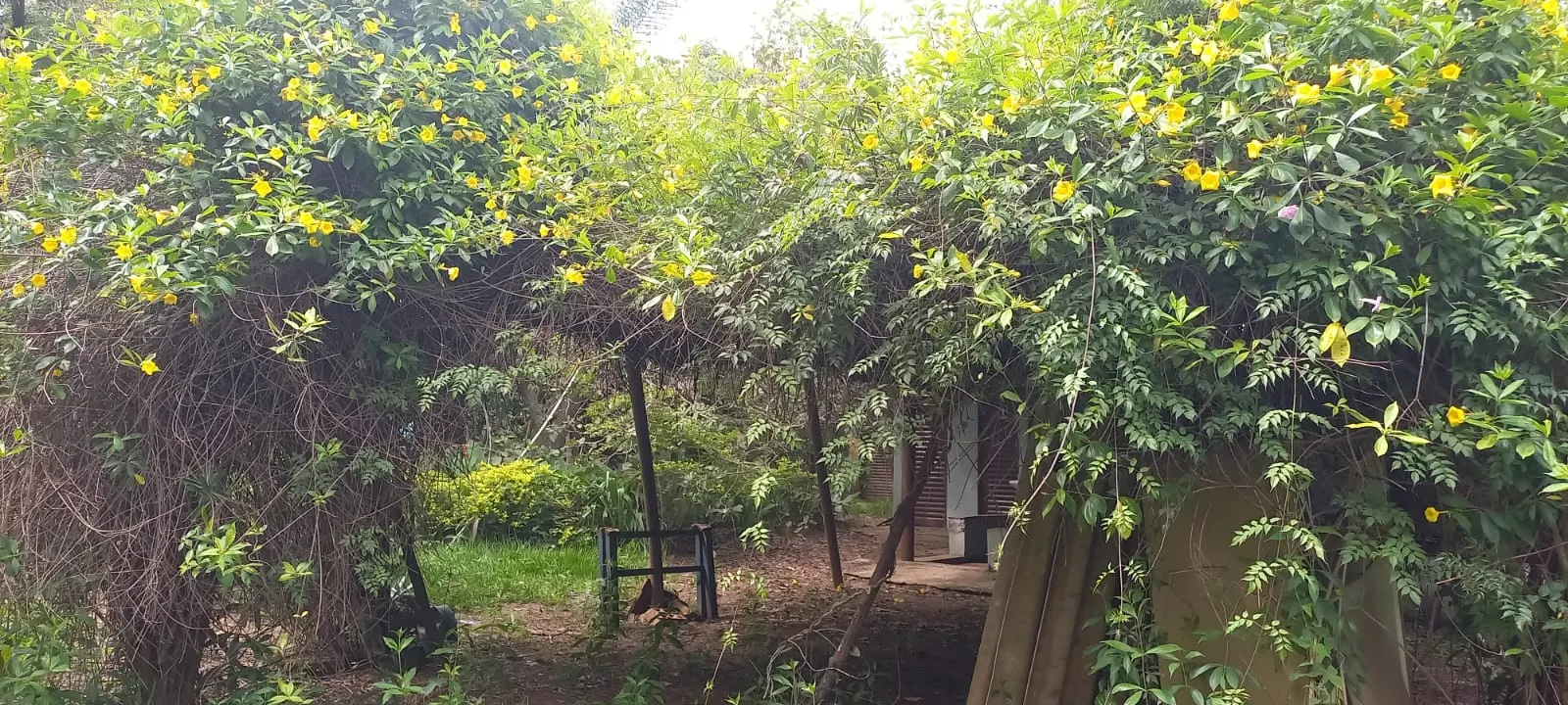 Chácara à venda e para Arrendar de 5.080 m² em São Carlos, SP, Brasil