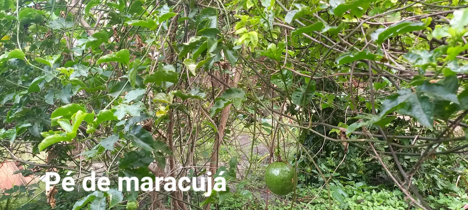 Chácara à venda e para Arrendar de 5.080 m² em São Carlos, SP, Brasil