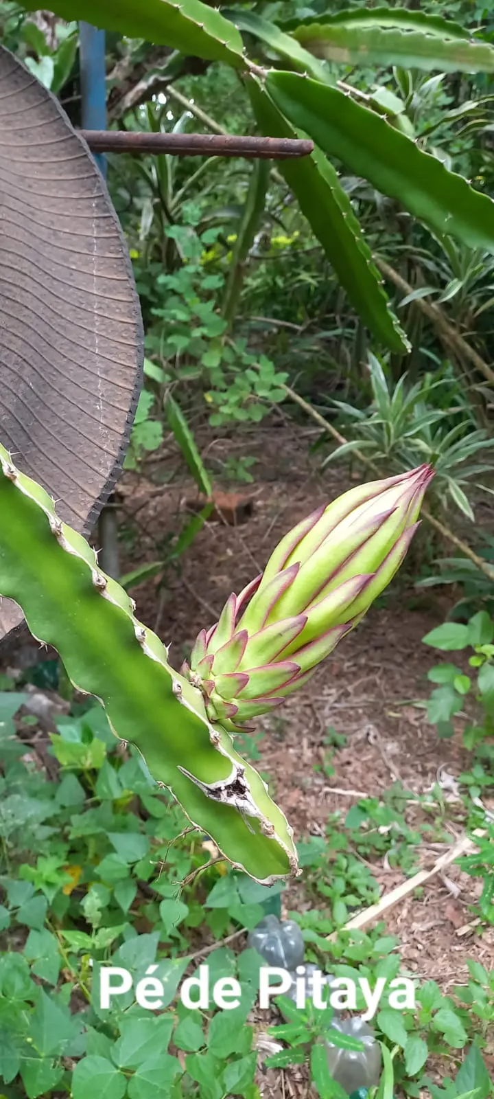 Chácara à venda e para Arrendar de 5.080 m² em São Carlos, SP, Brasil