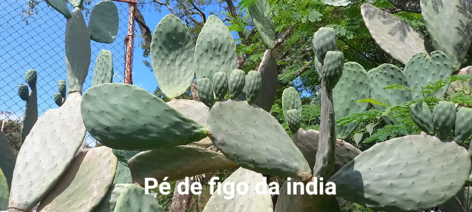 Chácara à venda e para Arrendar de 5.080 m² em São Carlos, SP, Brasil