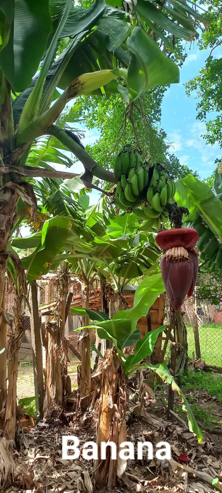 Chácara à venda e para Arrendar de 5.080 m² em São Carlos, SP, Brasil