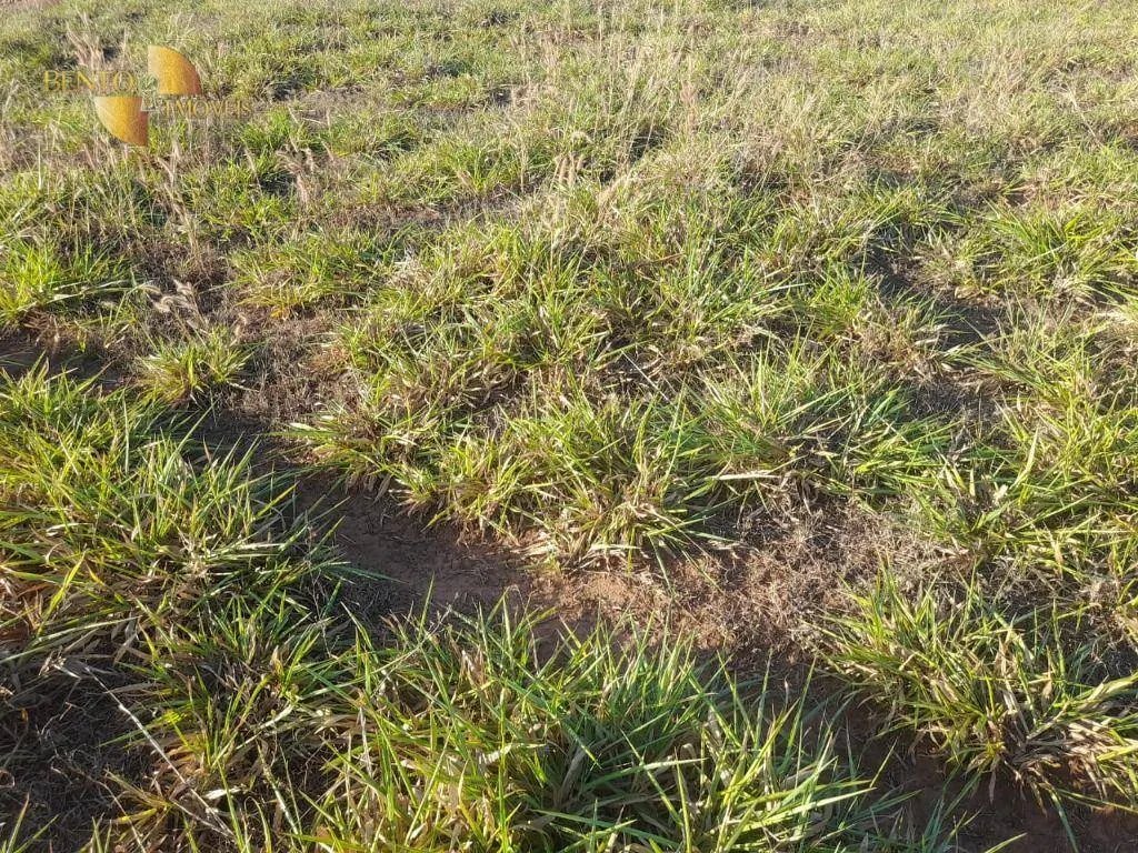 Farm for sale of 1,375 acres in Nova Mutum, MT, Brazil