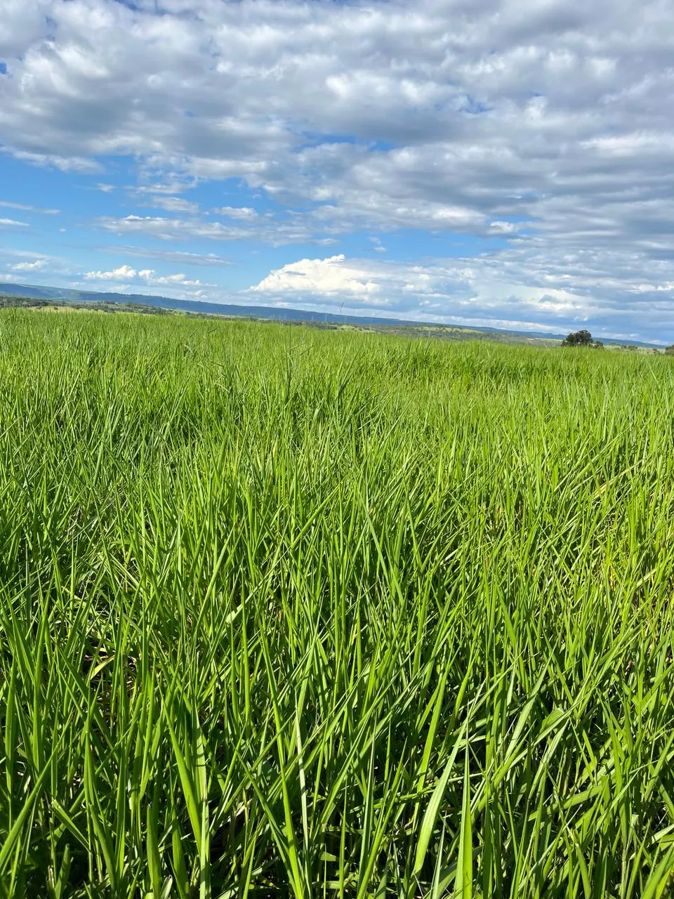 Fazenda à venda de 8.733 ha em Serranópolis, GO, Brasil