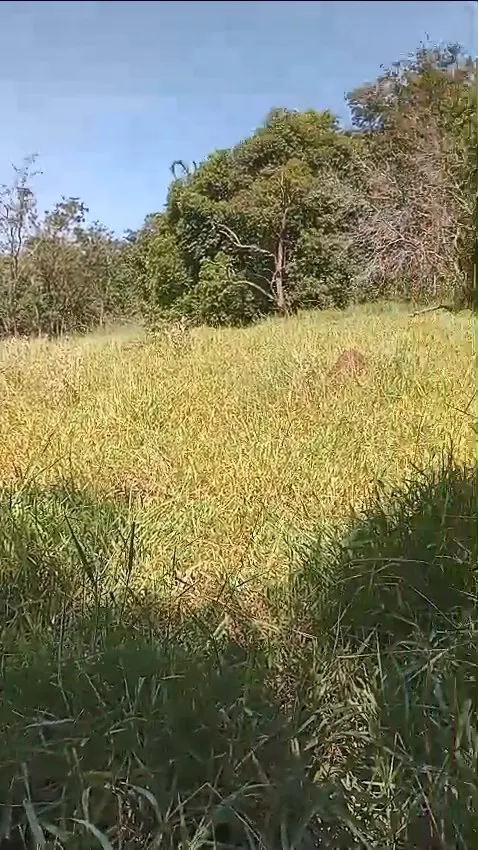 Small farm for sale of 60 acres in Iaras, SP, Brazil