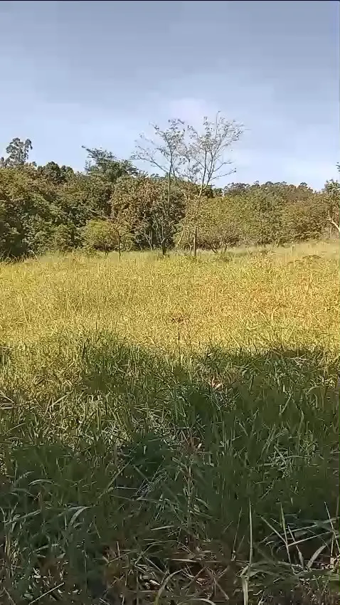 Small farm for sale of 60 acres in Iaras, SP, Brazil