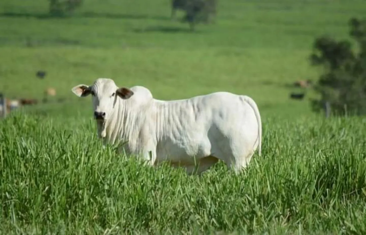 Fazenda à venda de 799 ha em Cachoeira Paulista, SP, Brasil