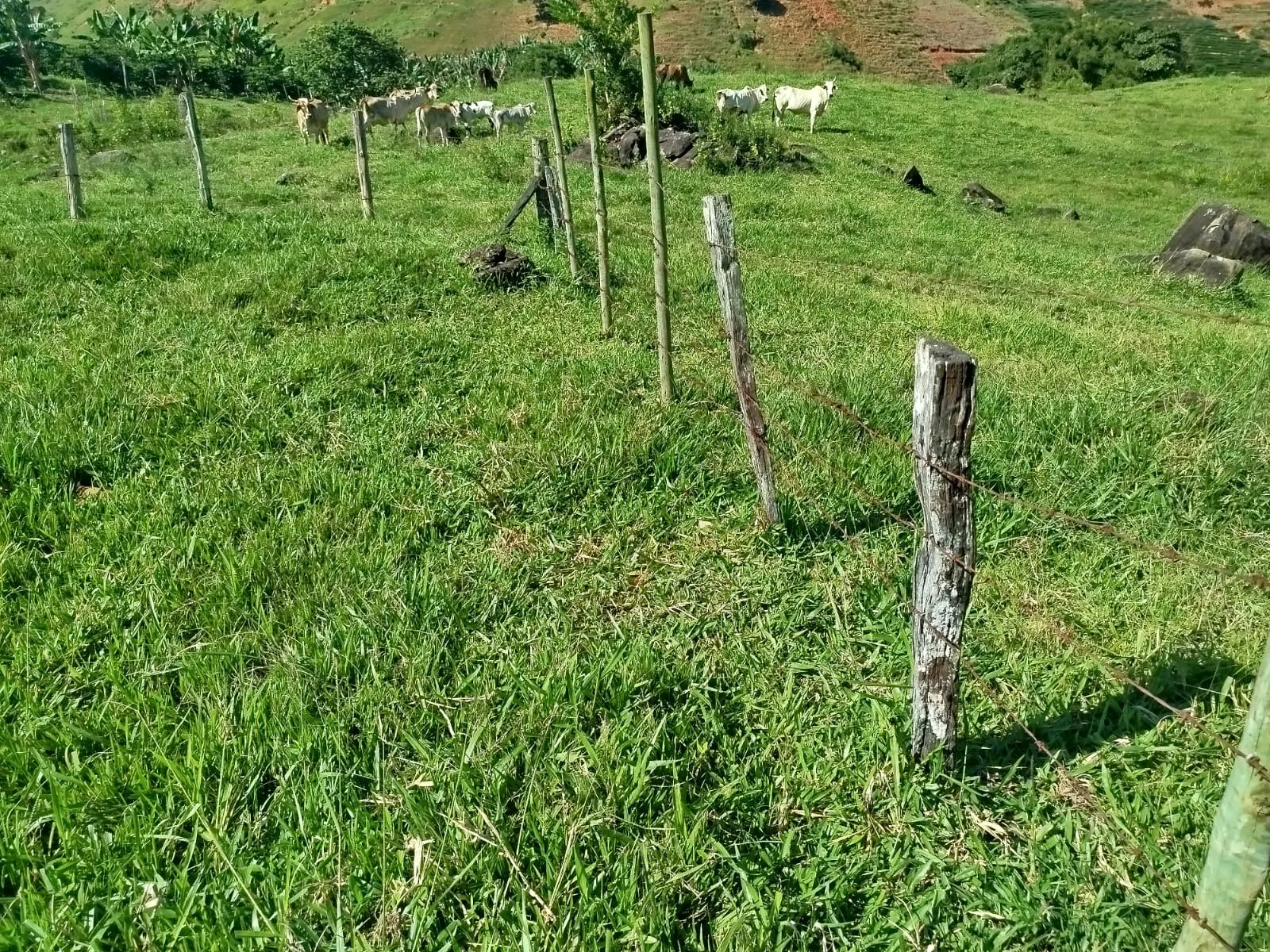 Fazenda à venda de 126 ha em Muqui, ES, Brasil