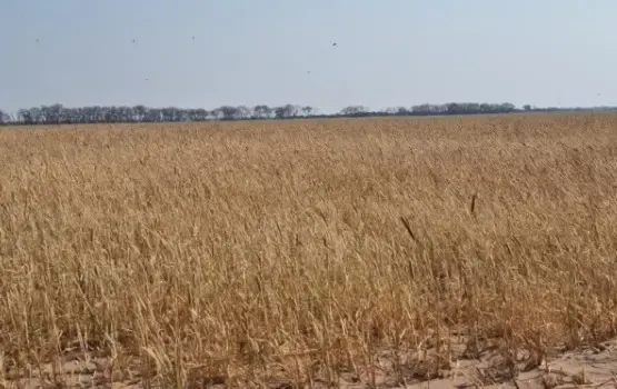 Fazenda à venda de 13.500 ha em Colonia Neuland, Paraguai