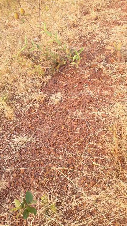 Farm for sale of 1,606 acres in Primavera do Leste, MT, Brazil
