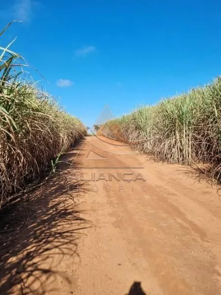 Fazenda à venda de 77 ha em Tambaú, SP, Brasil