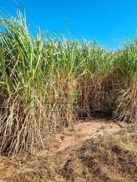 Fazenda à venda de 77 ha em Tambaú, SP, Brasil