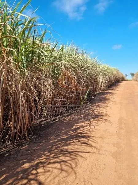 Fazenda à venda de 77 ha em Tambaú, SP, Brasil
