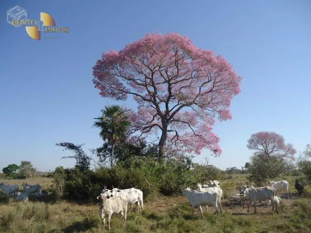 Fazenda à venda e para Arrendar de 55.450 ha em Cáceres, MT, Brasil