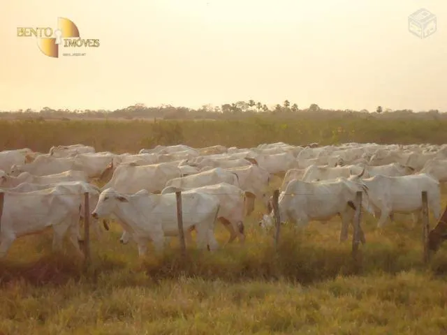 Fazenda à venda e para Arrendar de 55.450 ha em Cáceres, MT, Brasil
