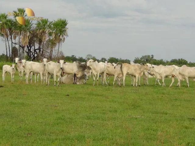 Fazenda à venda e para Arrendar de 55.450 ha em Cáceres, MT, Brasil