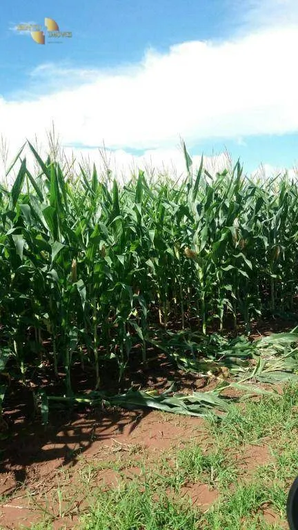 Fazenda à venda de 9.000 ha em Sapezal, MT, Brasil