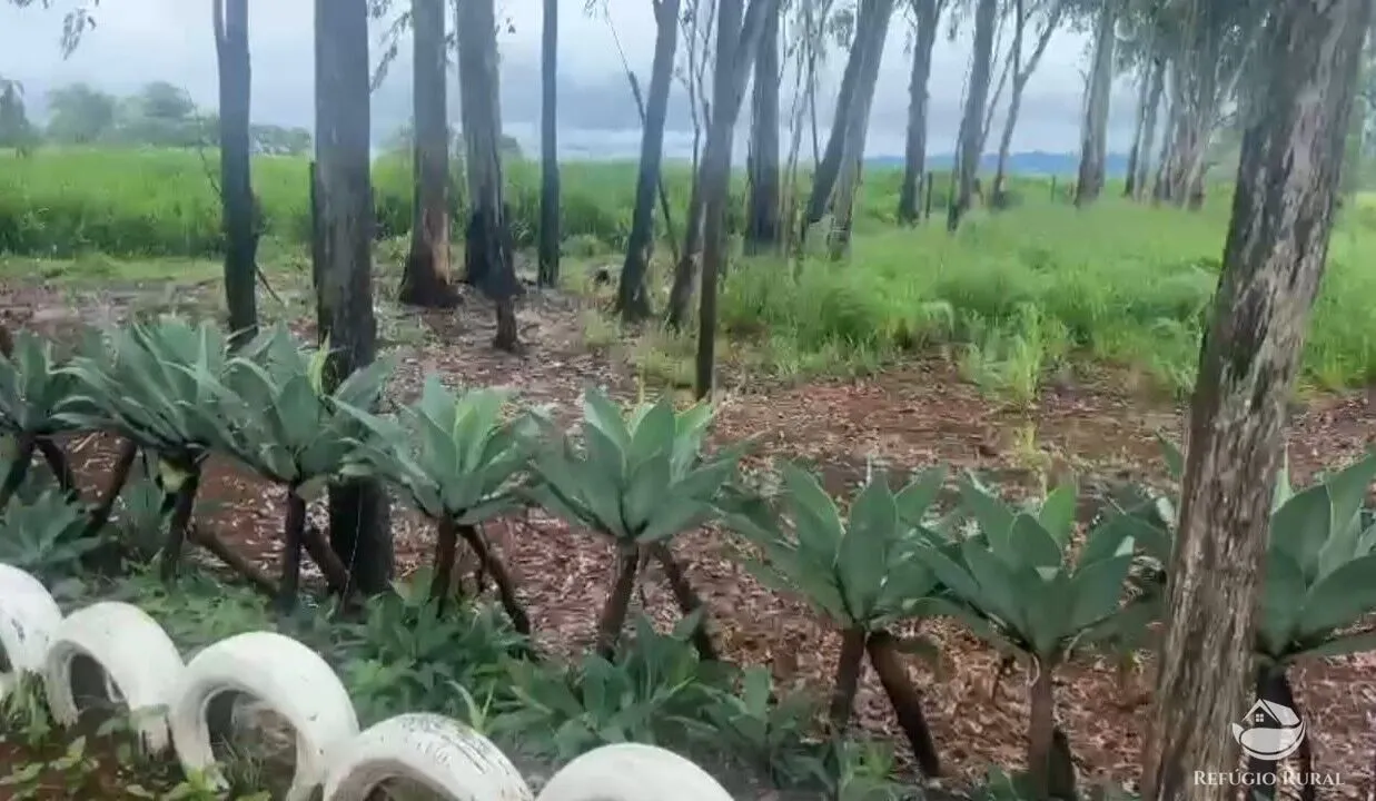 Fazenda à venda de 135 ha em Patos de Minas, MG, Brasil