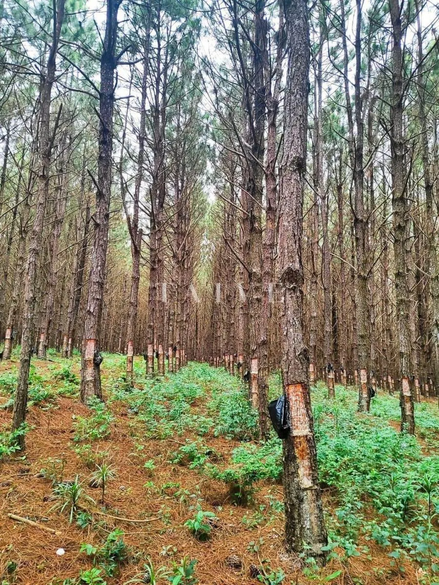 Fazenda à venda de 549 ha em São Miguel Arcanjo, SP, Brasil