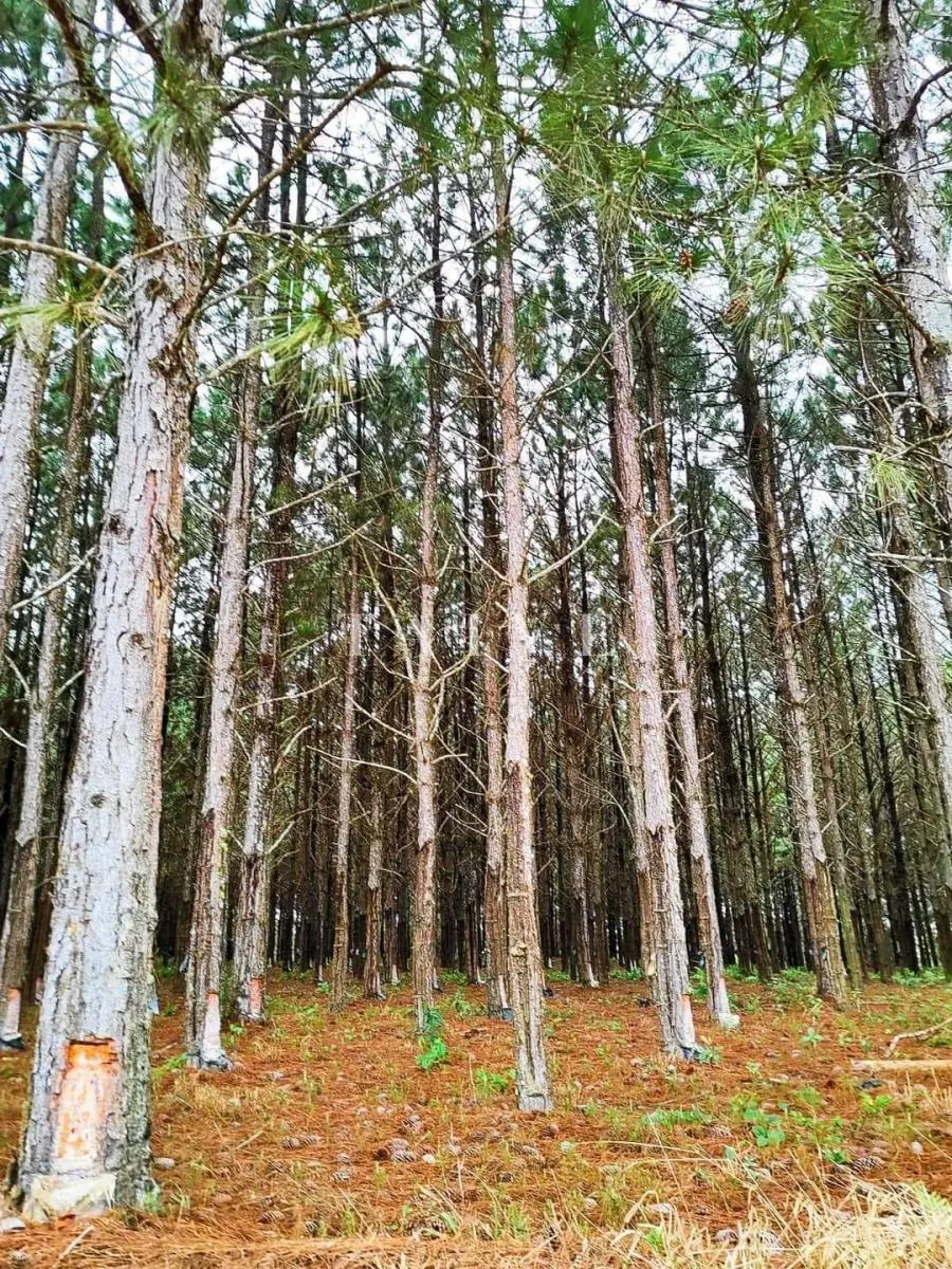 Fazenda à venda de 549 ha em São Miguel Arcanjo, SP, Brasil