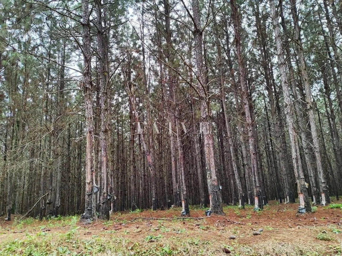 Fazenda à venda de 549 ha em São Miguel Arcanjo, SP, Brasil