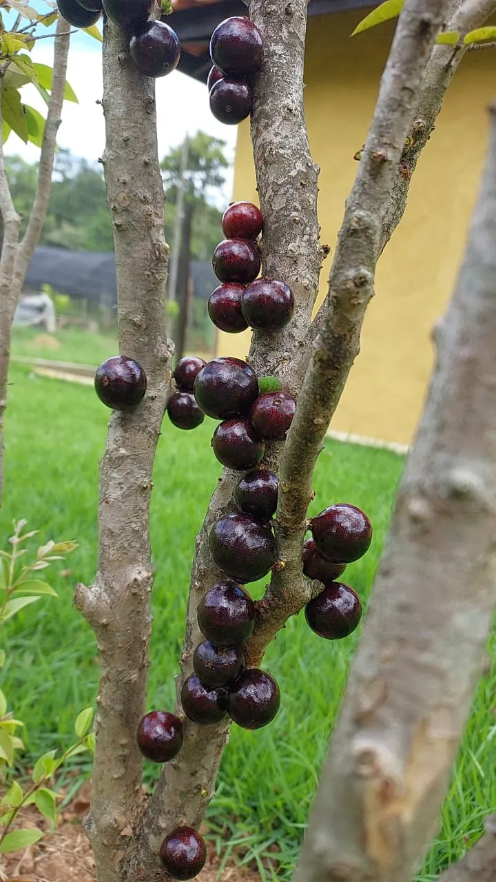 Sítio à venda de 11 ha em Tiradentes, MG, Brasil