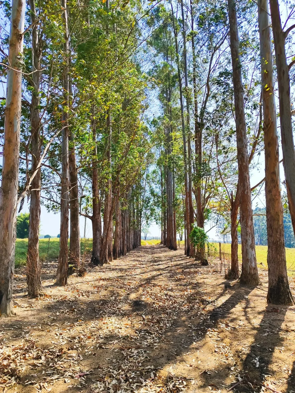 Sítio à venda de 30 ha em Itapetininga, SP, Brasil