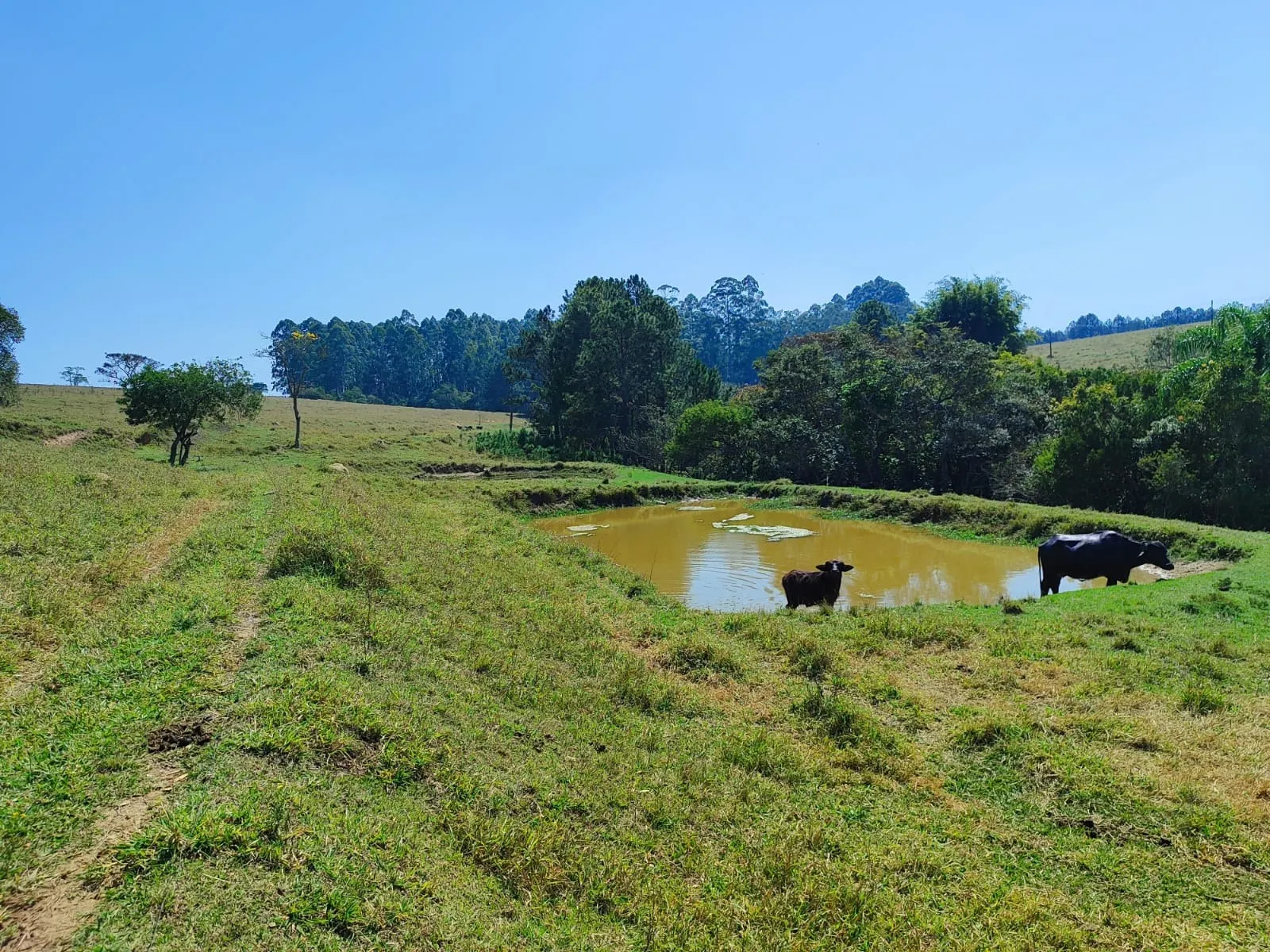 Sítio à venda de 30 ha em Itapetininga, SP, Brasil