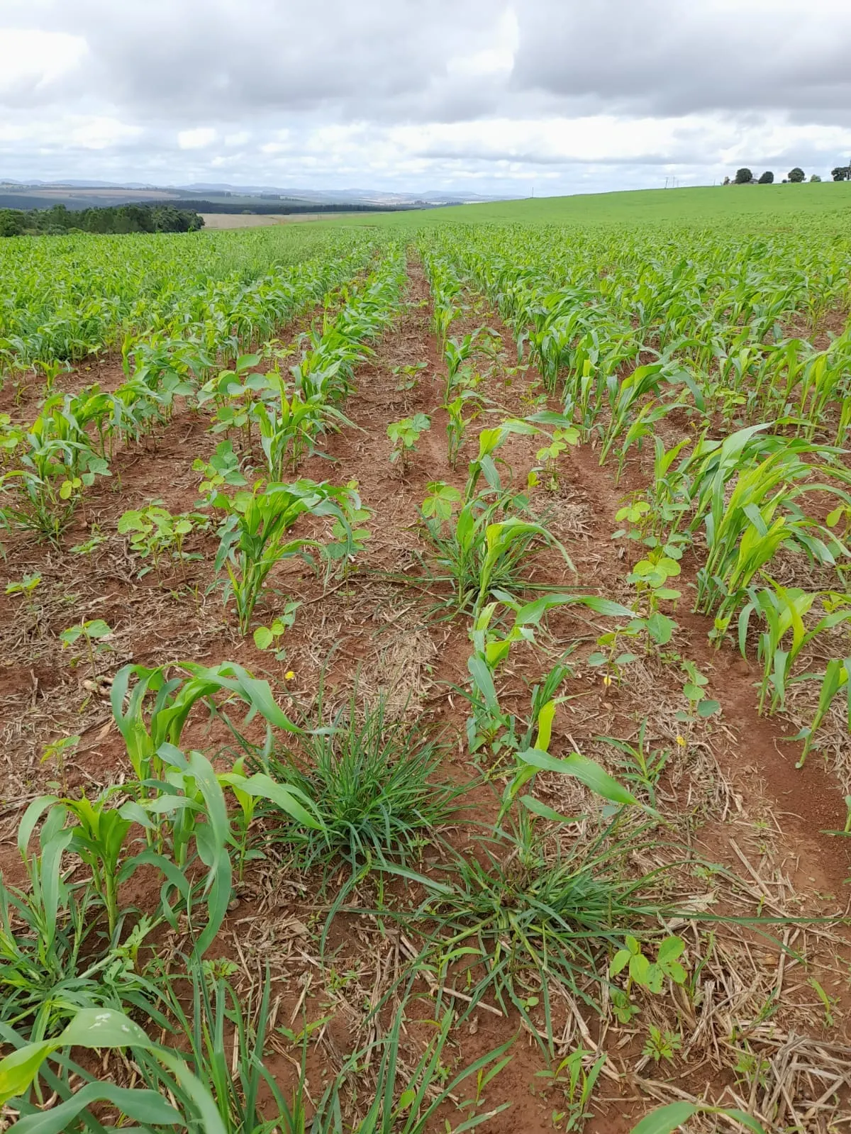 Fazenda à venda de 390 ha em Capão Bonito, SP, Brasil