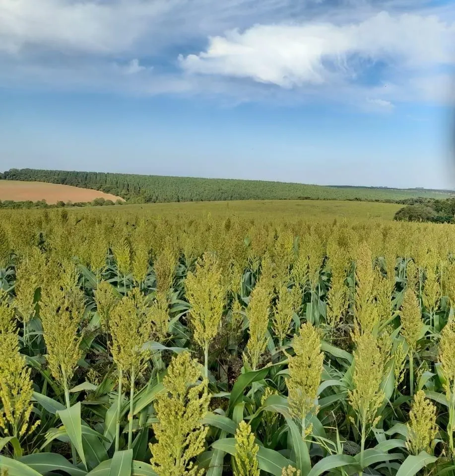Fazenda à venda de 390 ha em Capão Bonito, SP, Brasil