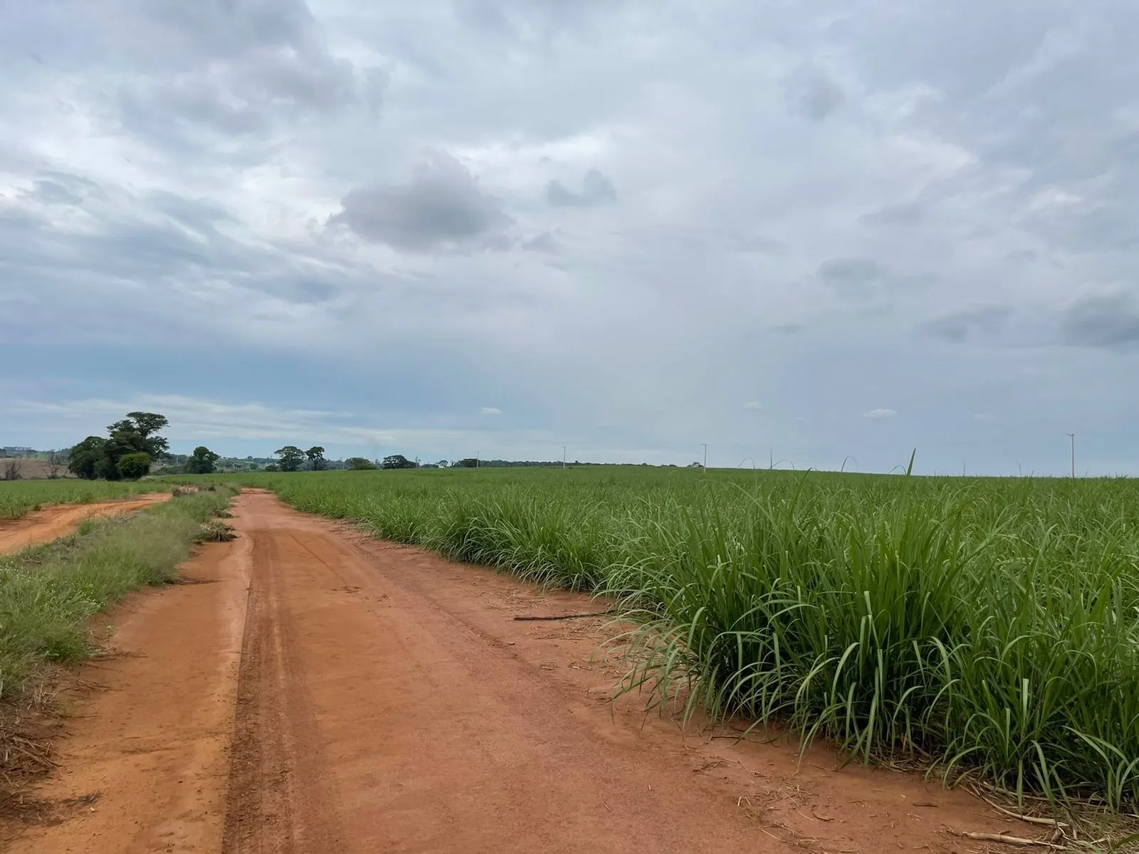 Fazenda à venda e para Arrendar de 520 ha em Araraquara, SP, Brasil
