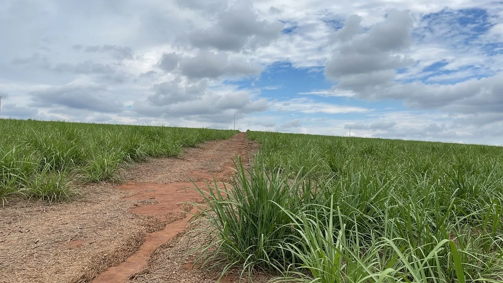 Fazenda à venda e para Arrendar de 520 ha em Araraquara, SP, Brasil
