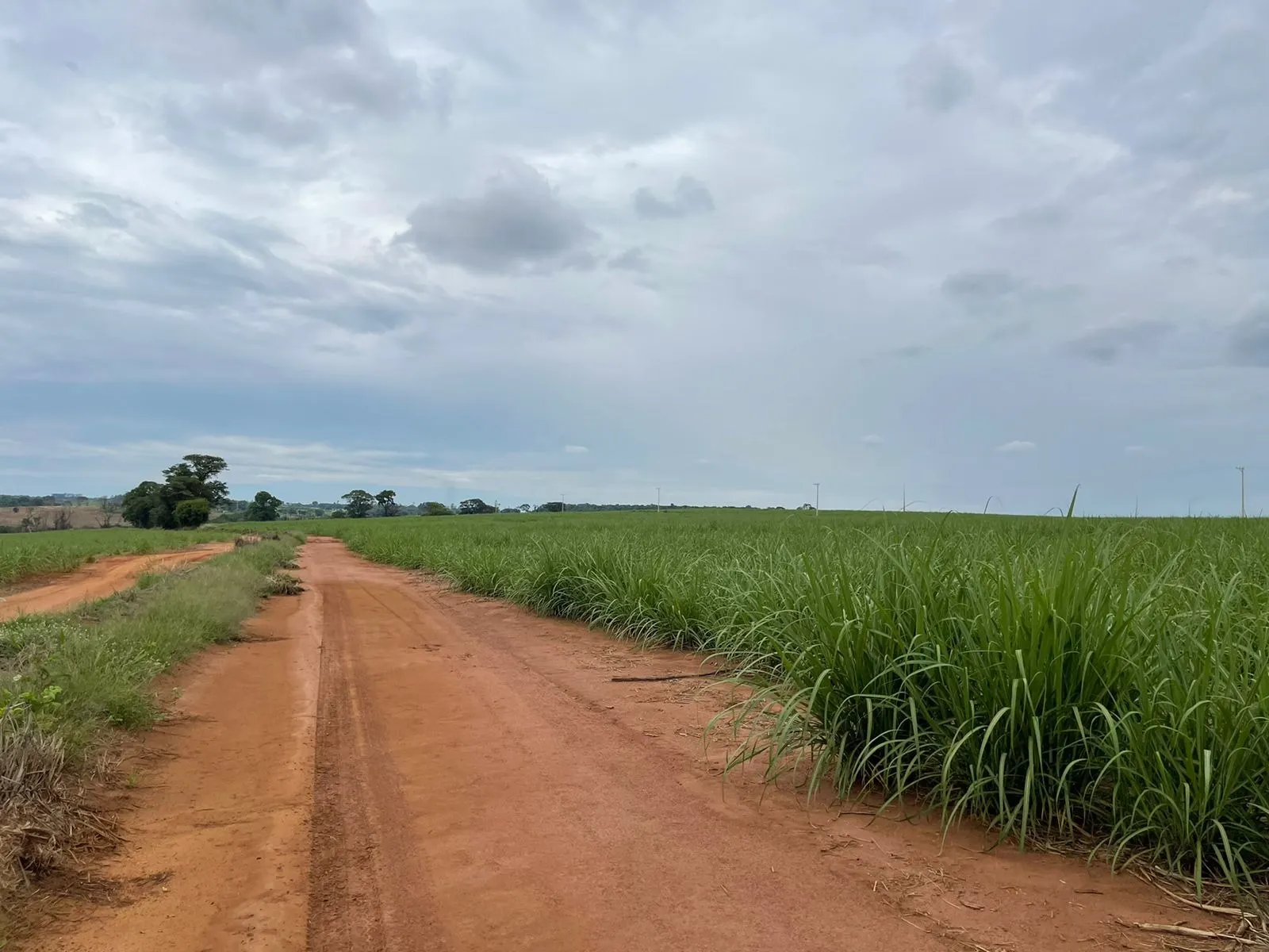 Fazenda à venda e para Arrendar de 520 ha em Araraquara, SP, Brasil