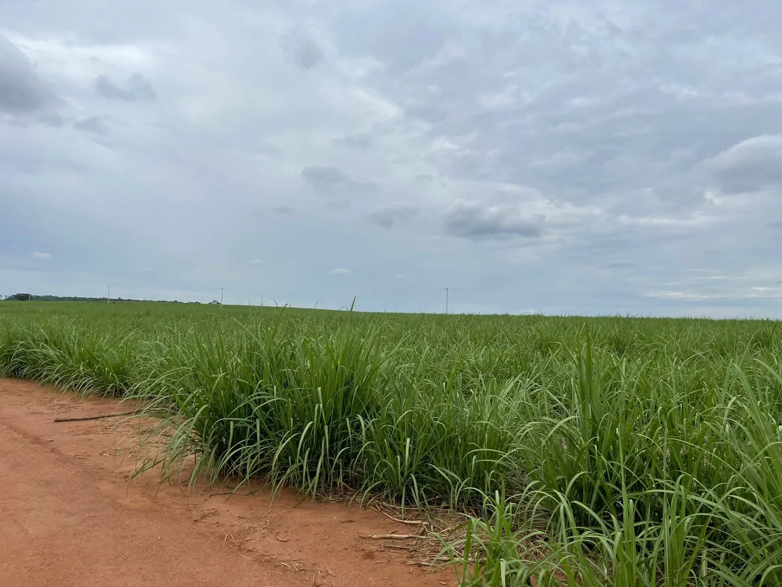 Fazenda à venda e para Arrendar de 520 ha em Araraquara, SP, Brasil