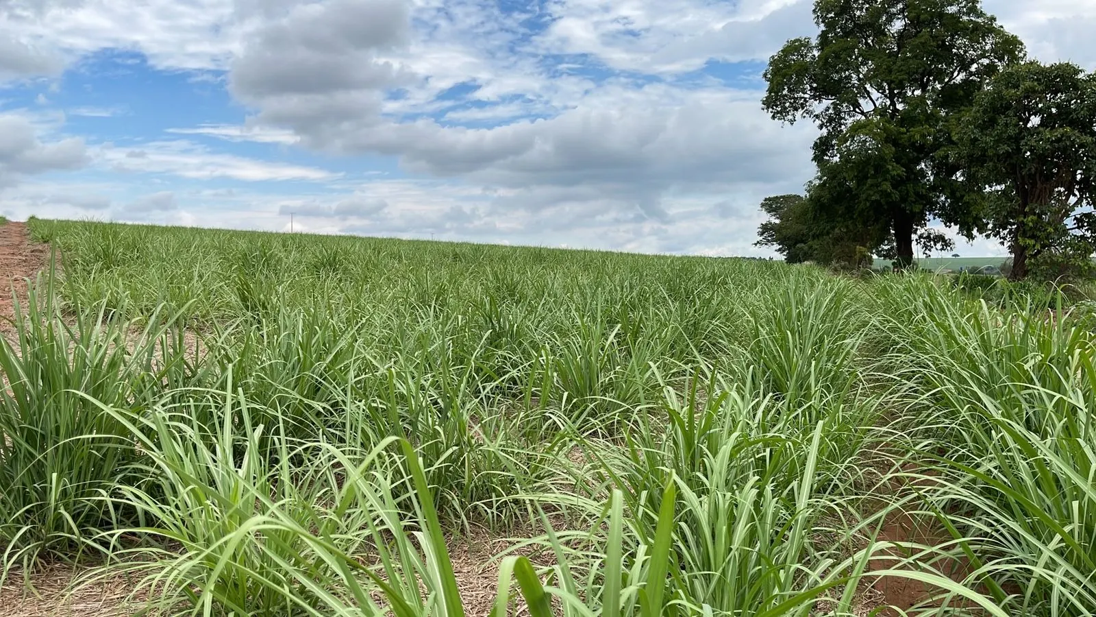 Fazenda à venda e para Arrendar de 520 ha em Araraquara, SP, Brasil