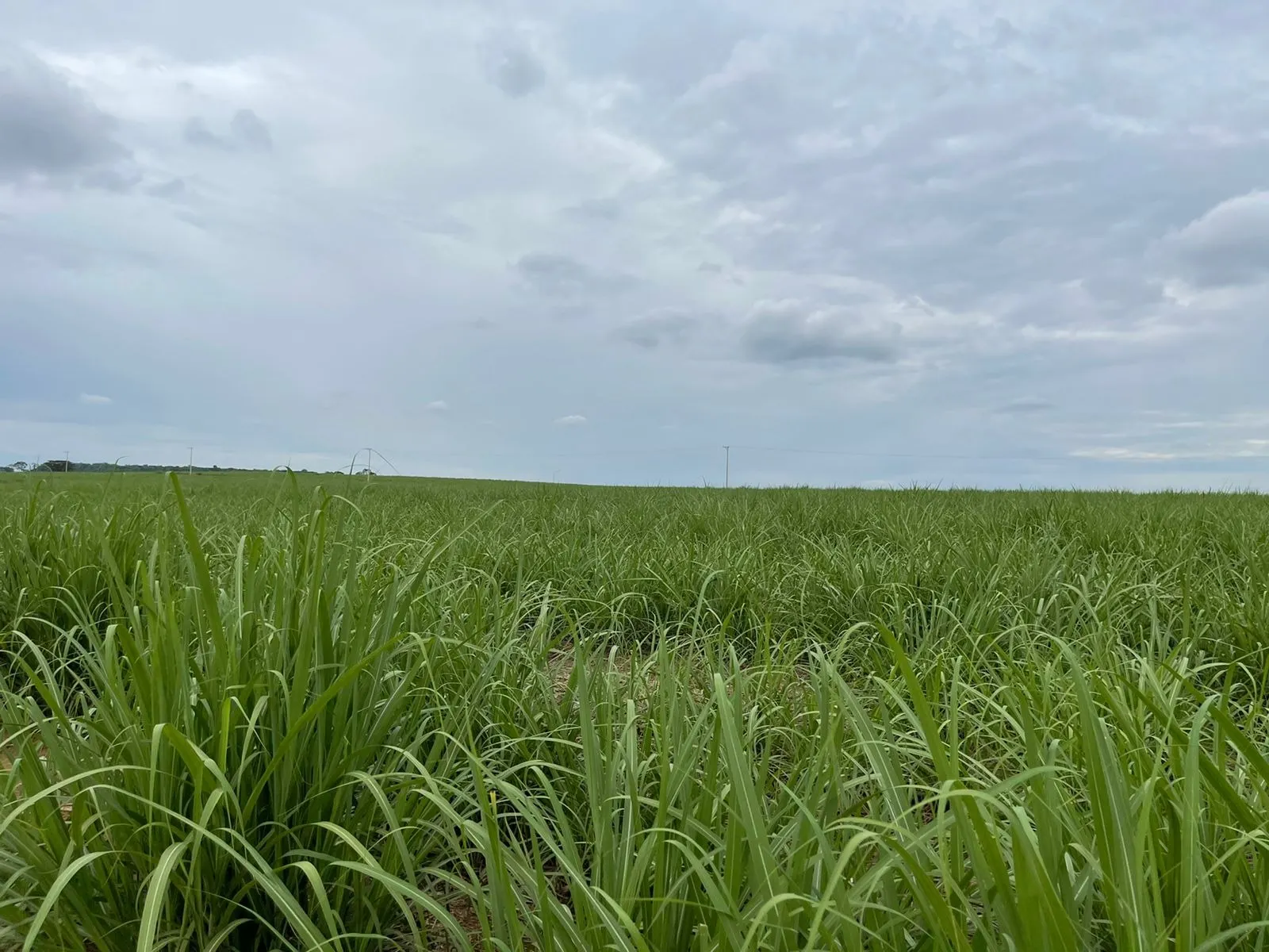 Fazenda à venda e para Arrendar de 520 ha em Araraquara, SP, Brasil