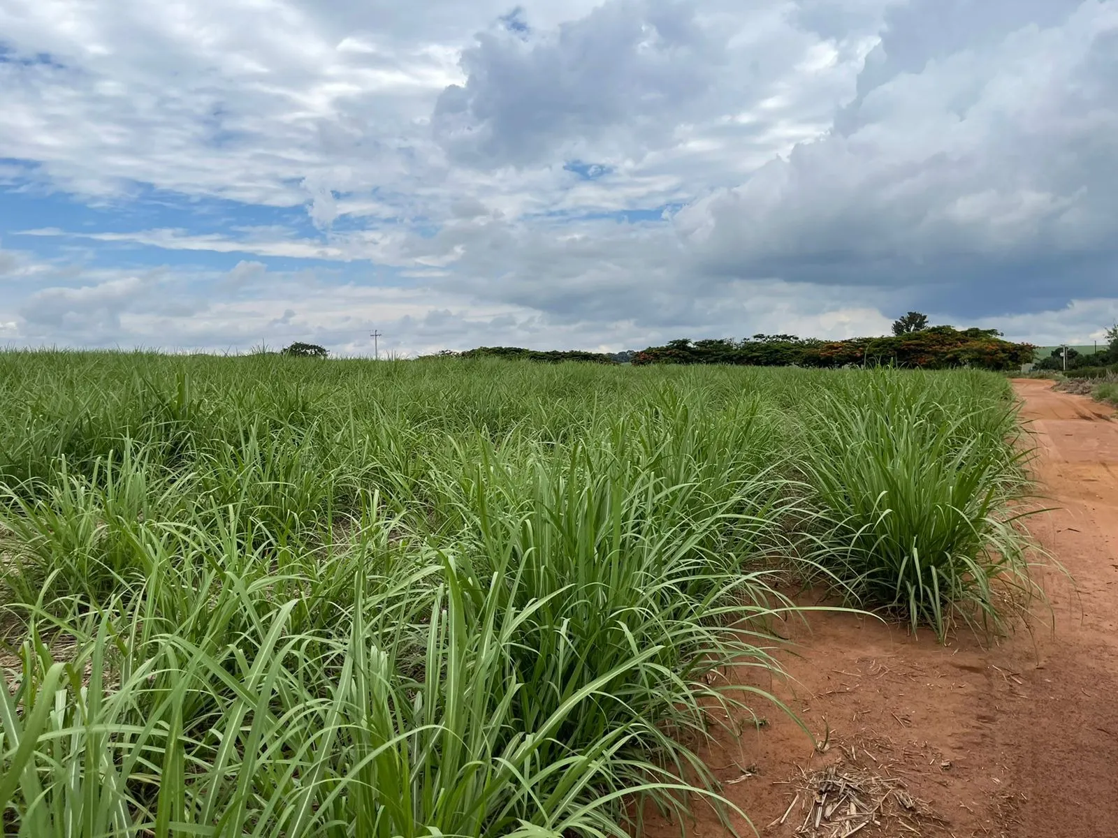 Fazenda à venda e para Arrendar de 520 ha em Araraquara, SP, Brasil