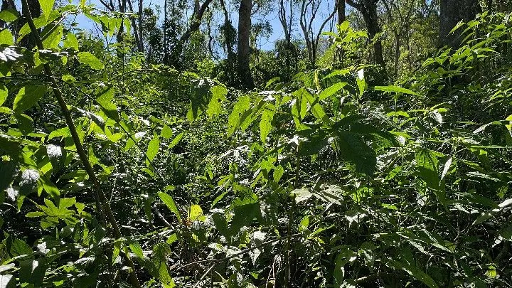 Sítio à venda de 19 ha em Riozinho, RS, Brasil