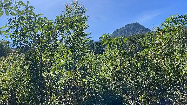Sítio à venda de 19 ha em Riozinho, RS, Brasil